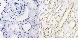 Anti-PAX8 antibody [1F8-3A8] used in IHC (Paraffin sections) (IHC-P). GTX31119