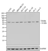 Anti-alpha Tubulin antibody [236-10501] used in Western Blot (WB). GTX31126