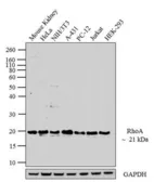 Anti-RhoA antibody [1B8-1C7] used in Western Blot (WB). GTX31145