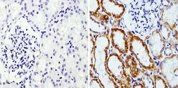 Anti-Rap1 antibody [1D2-1C64] used in IHC (Paraffin sections) (IHC-P). GTX31146