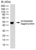 Anti-DDDDK tag antibody [6F7] (HRP) used in Western Blot (WB). GTX31234