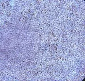Anti-TLR9 antibody used in IHC (Paraffin sections) (IHC-P). GTX31244