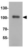 Anti-KAP1 antibody used in Western Blot (WB). GTX31274