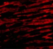 Anti-Bcl rambo antibody used in IHC (Paraffin sections) (IHC-P). GTX31276