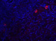 Anti-Caspase 8 antibody used in IHC (Paraffin sections) (IHC-P). GTX31284