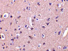 Anti-CRMP1 antibody used in IHC (Paraffin sections) (IHC-P). GTX31288