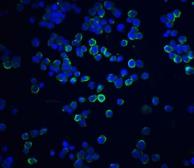 Anti-XBP1 antibody used in Immunocytochemistry/ Immunofluorescence (ICC/IF). GTX31293