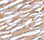 Anti-PD-L1 antibody used in IHC (Paraffin sections) (IHC-P). GTX31308