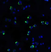 Anti-PD1 antibody used in Immunocytochemistry/ Immunofluorescence (ICC/IF). GTX31309