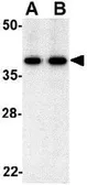 Anti-BUB3 antibody used in Western Blot (WB). GTX31314