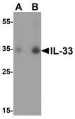 Anti-IL33 antibody used in Western Blot (WB). GTX31317