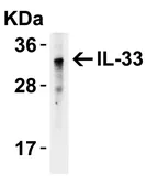 Anti-IL33 antibody used in Western Blot (WB). GTX31317