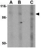 Anti-DISC1 antibody used in Western Blot (WB). GTX31320