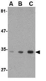 Anti-ATG10 antibody used in Western Blot (WB). GTX31329
