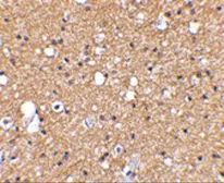 Anti-SIRT2 antibody used in IHC (Paraffin sections) (IHC-P). GTX31335