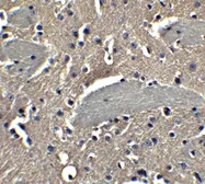 Anti-NP2 antibody used in IHC (Paraffin sections) (IHC-P). GTX31338
