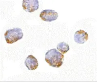 Anti-VPS53 antibody used in Immunocytochemistry/ Immunofluorescence (ICC/IF). GTX31341