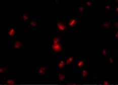 Anti-NUP107 antibody used in Immunocytochemistry/ Immunofluorescence (ICC/IF). GTX31351
