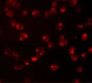 Anti-NUP107 antibody used in Immunocytochemistry/ Immunofluorescence (ICC/IF). GTX31352