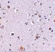 Anti-NUP160 antibody used in IHC (Paraffin sections) (IHC-P). GTX31354