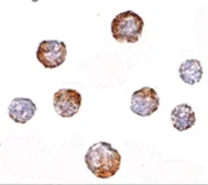Anti-CUEDC2 antibody used in Immunocytochemistry/ Immunofluorescence (ICC/IF). GTX31363