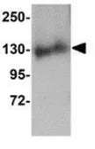 Anti-FKBP15 antibody used in Western Blot (WB). GTX31377