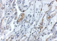 Anti-TNFAIP3 antibody used in IHC (Paraffin sections) (IHC-P). GTX31378