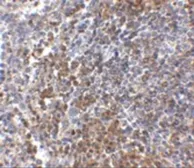 Anti-GPR3 antibody used in IHC (Paraffin sections) (IHC-P). GTX31380