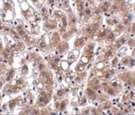 Anti-THEM4 antibody used in IHC (Paraffin sections) (IHC-P). GTX31383