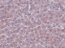 Anti-KDM3B antibody used in IHC (Paraffin sections) (IHC-P). GTX31386