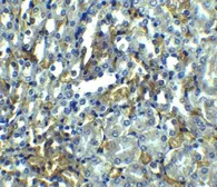 Anti-RIP antibody used in IHC (Paraffin sections) (IHC-P). GTX31389