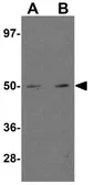 Anti-MINA53 antibody used in Western Blot (WB). GTX31403