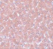 Anti-WDR74 antibody used in IHC (Paraffin sections) (IHC-P). GTX31408