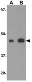 Anti-IDH1 antibody used in Western Blot (WB). GTX31417