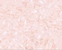 Anti-NLRP12 antibody used in IHC (Paraffin sections) (IHC-P). GTX31418