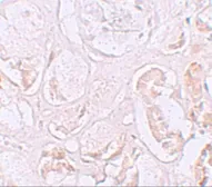 Anti-SLAMF9 antibody used in IHC (Paraffin sections) (IHC-P). GTX31427