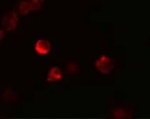 Anti-LIF antibody used in Immunocytochemistry/ Immunofluorescence (ICC/IF). GTX31431