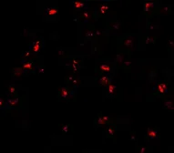 Anti-ATAD3A antibody used in Immunocytochemistry/ Immunofluorescence (ICC/IF). GTX31444