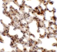 Anti-Coronin 7 antibody used in IHC (Paraffin sections) (IHC-P). GTX31451