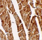 Anti-TGM5 antibody used in IHC (Paraffin sections) (IHC-P). GTX31459