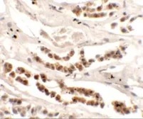 Anti-Dispatched A antibody used in IHC (Paraffin sections) (IHC-P). GTX31465