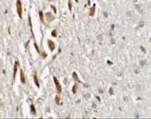 Anti-ZNF537 antibody used in IHC (Paraffin sections) (IHC-P). GTX31474