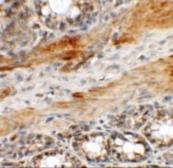 Anti-CP110 antibody used in IHC (Paraffin sections) (IHC-P). GTX31479
