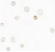 Anti-SEPT1 antibody used in Immunocytochemistry/ Immunofluorescence (ICC/IF). GTX31484