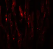 Anti-EED antibody used in IHC (Paraffin sections) (IHC-P). GTX31494