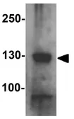 Anti-RC3H1 antibody used in Western Blot (WB). GTX31528
