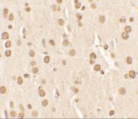 Anti-NUCB2 antibody used in IHC (Paraffin sections) (IHC-P). GTX31531