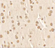 Anti-NUCB2 antibody used in IHC (Paraffin sections) (IHC-P). GTX31531