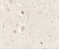 Anti-CISD2 antibody used in IHC (Paraffin sections) (IHC-P). GTX31533