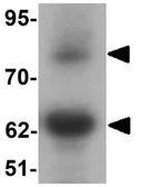 Anti-GOLGA5 antibody used in Western Blot (WB). GTX31546